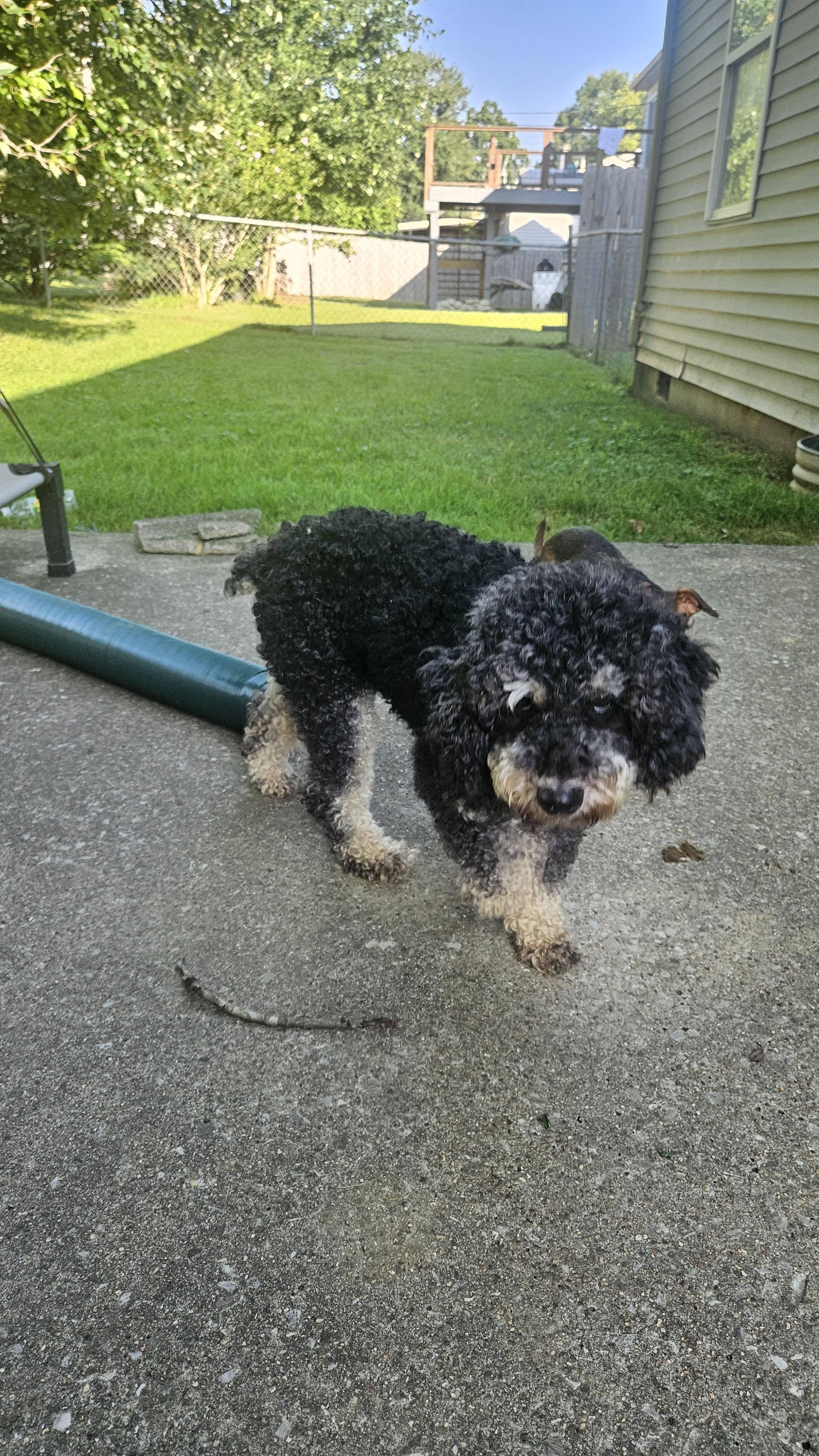 Maya, a Adoptable mixed breed in Richmond, KY image 4/6