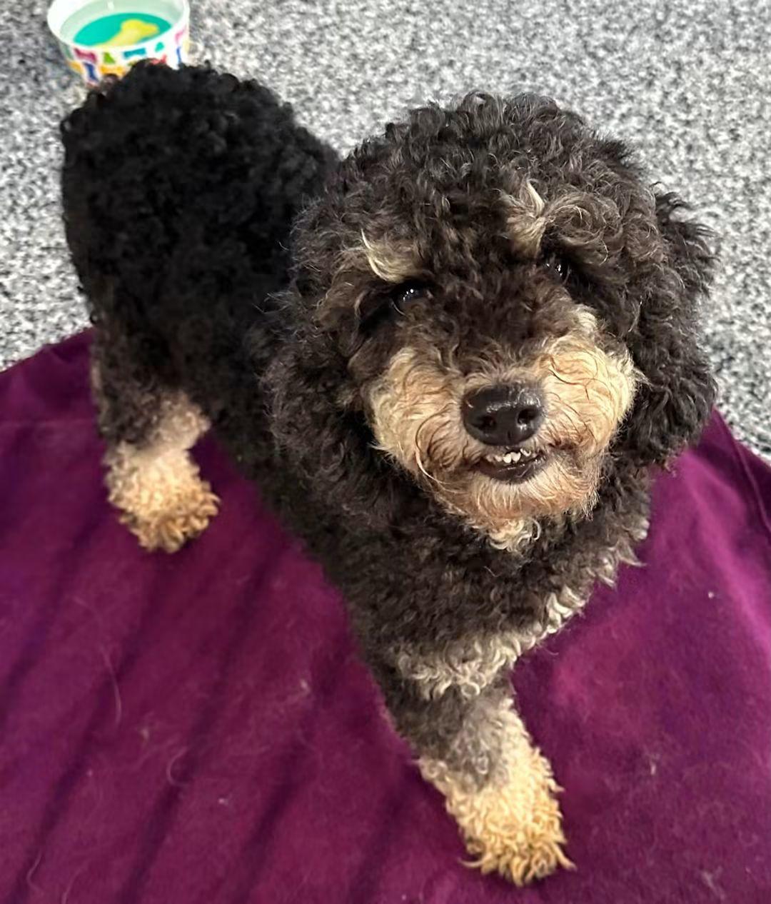 Maya, a Adoptable mixed breed in Richmond, KY image 5/6