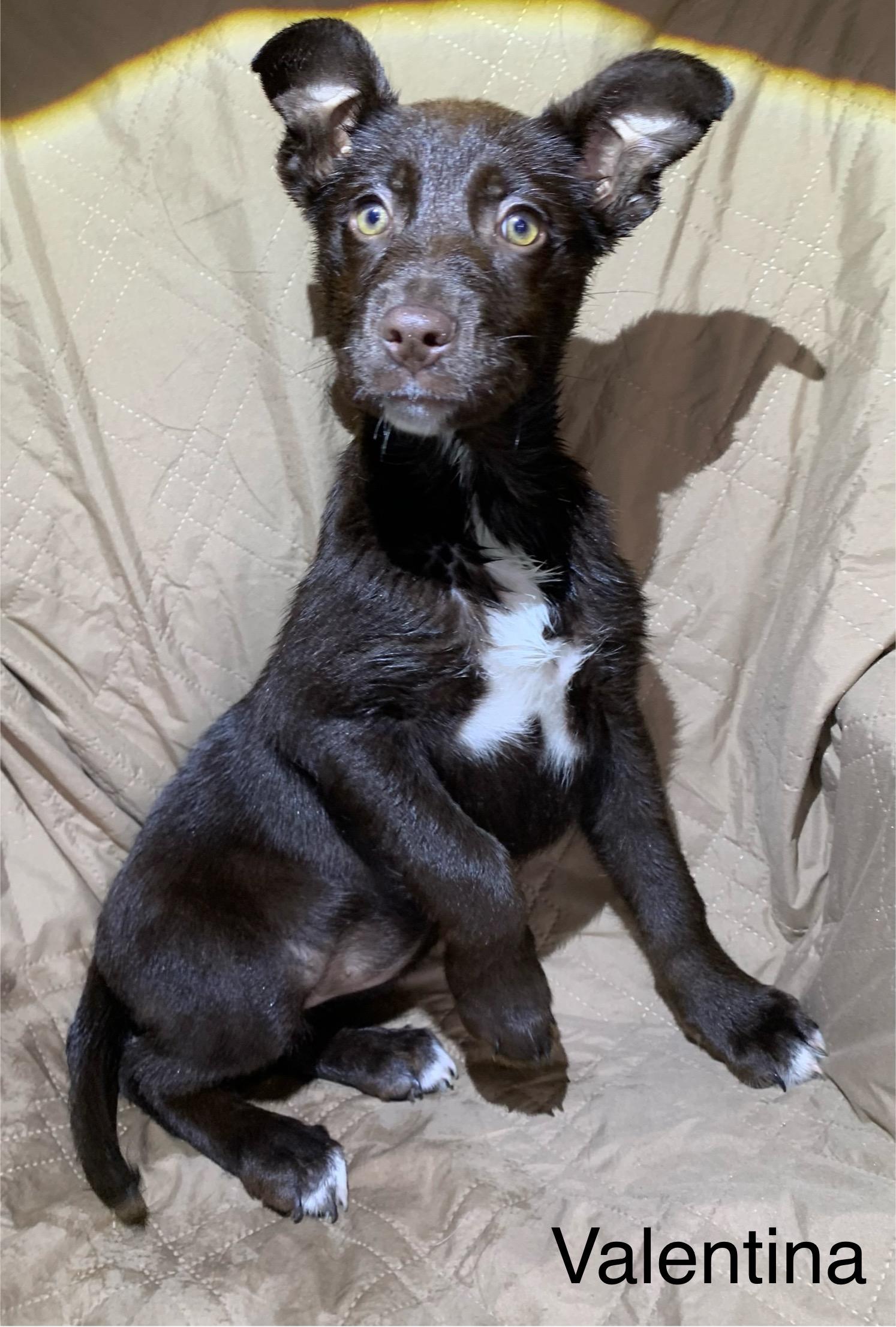 Enlarge Valentina, a ADOPTABLE mixed breed in Massena, NY image 1/1