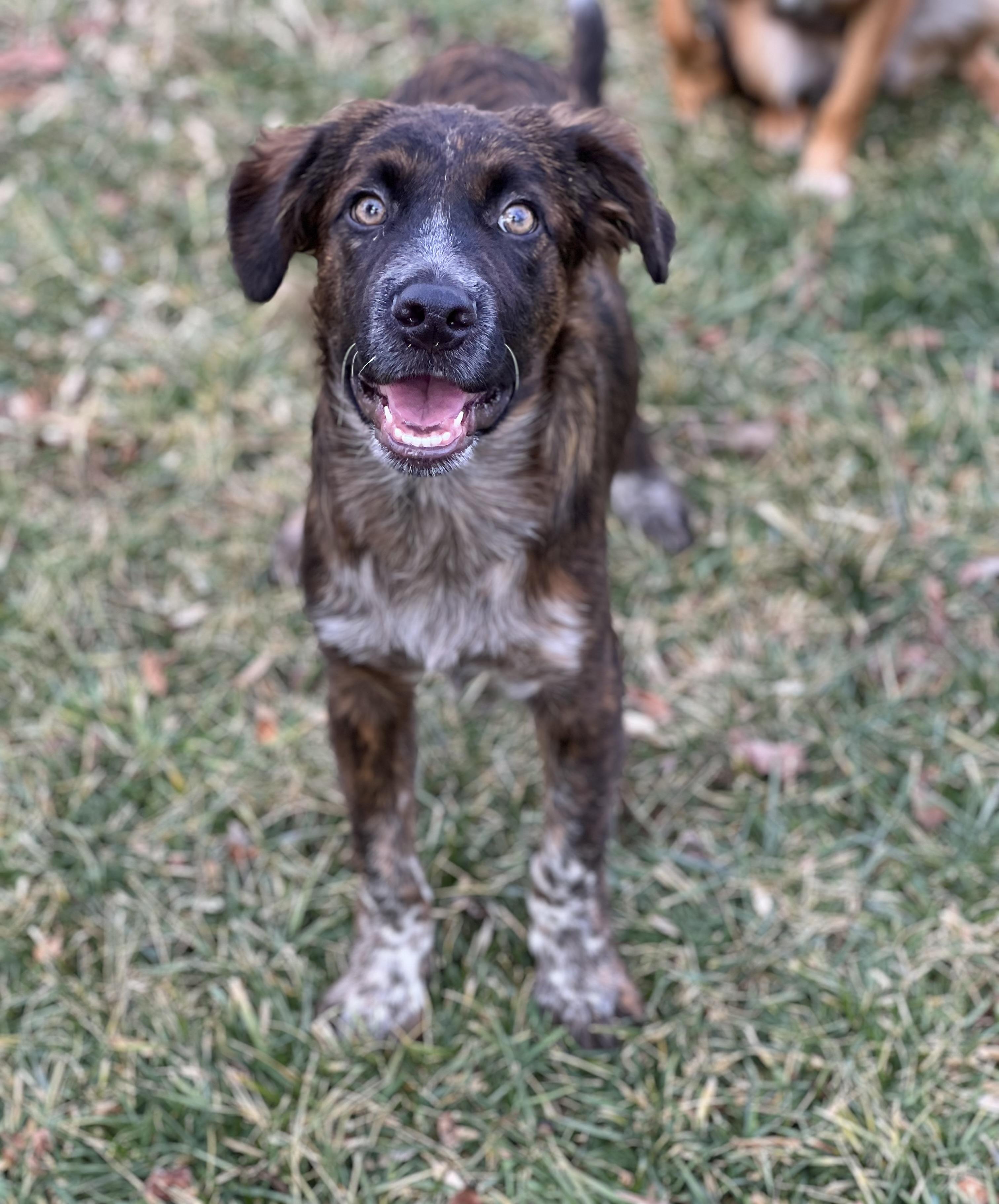 Enlarge Brody, an adopted mixed breed in Hughesville, MD image 2/3