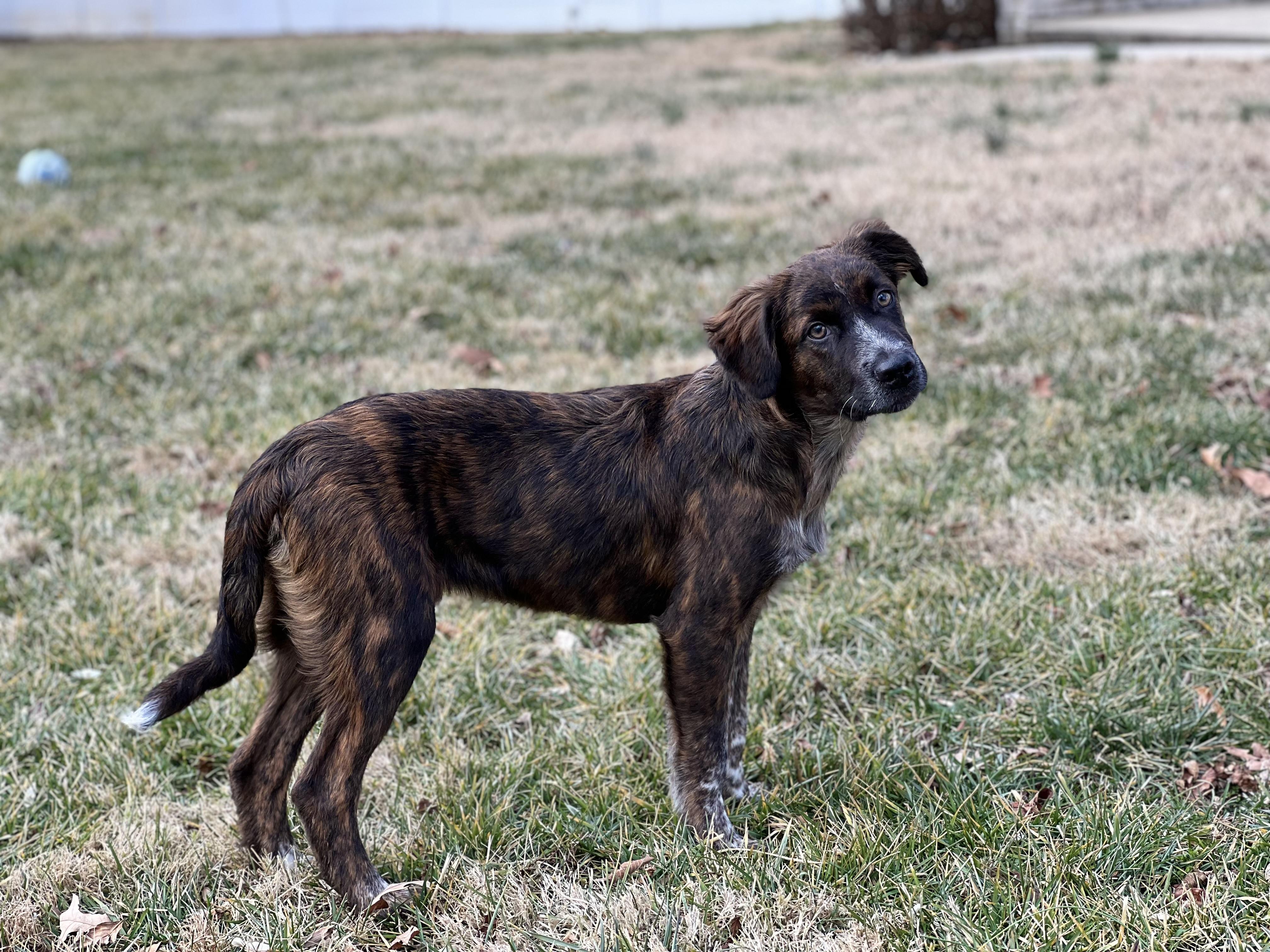 Enlarge Brody, an adopted mixed breed in Hughesville, MD image 3/3