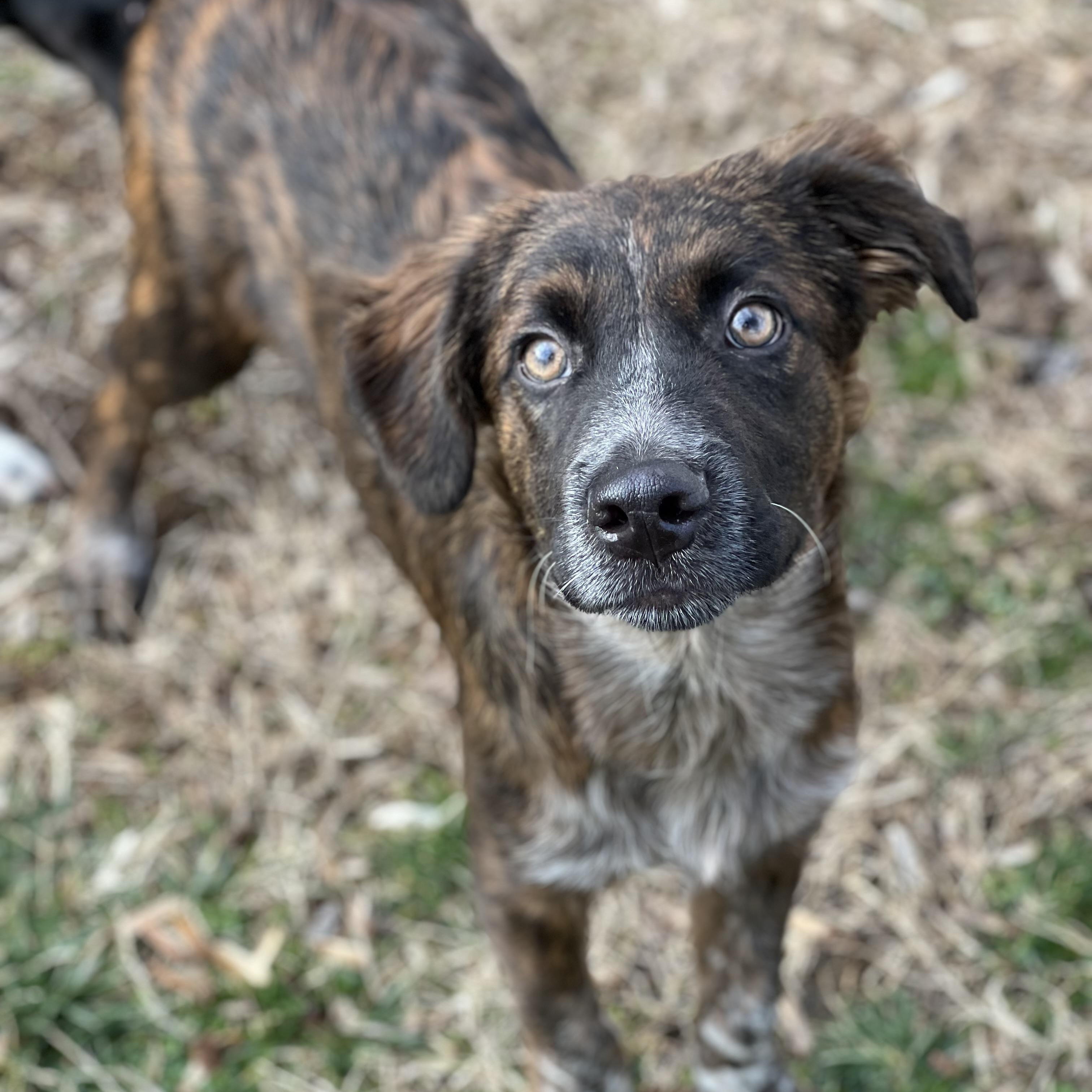Brody, adopted, Puppy Male Plott Hound.
