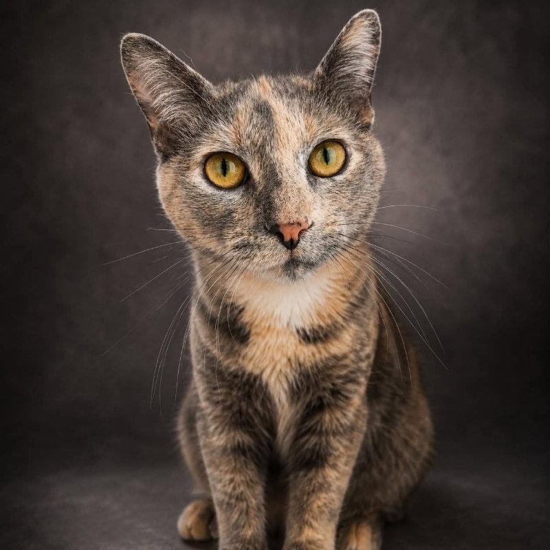 Skye, Adoptable, Adult Female Domestic Short Hair.