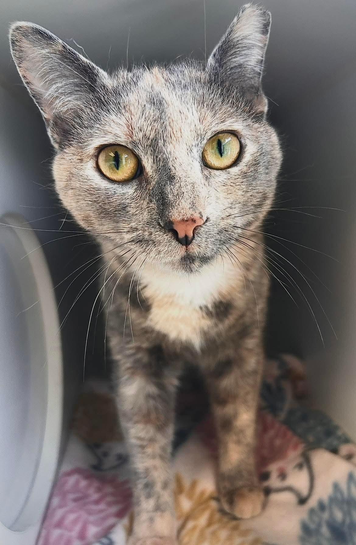 Enlarge Skye, a Adoptable Domestic Short Hair in Gettysburg, PA image 2/2