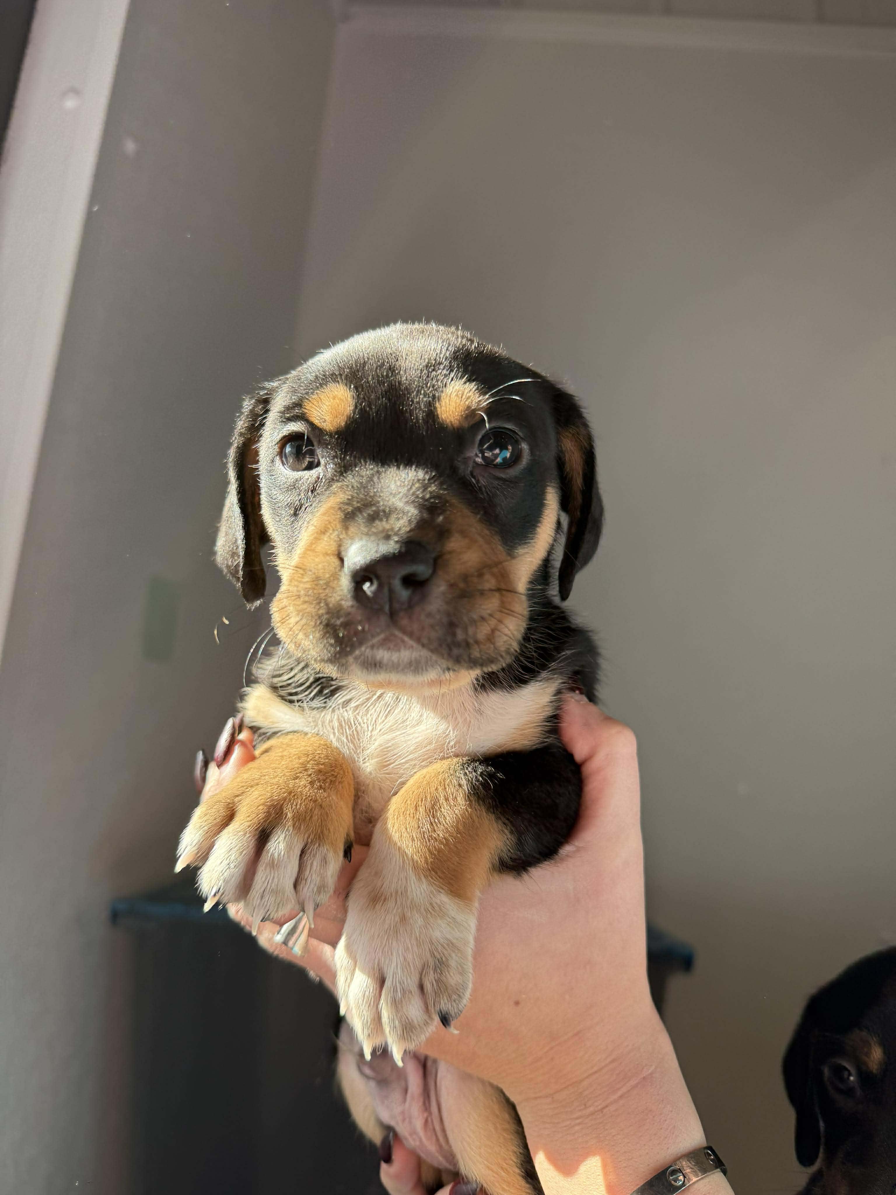 Fir - In Foster, Adoptable, Puppy Male Hound.