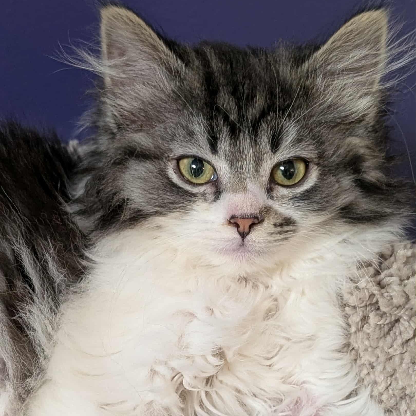 Phoebe Buffay, adopted, Kitten Female Oriental Tabby.