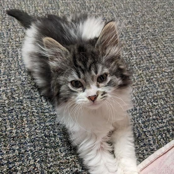 Enlarge Phoebe Buffay, an adopted Oriental Tabby in Knox, PA image 2/2