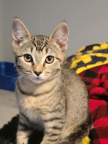 WILMA