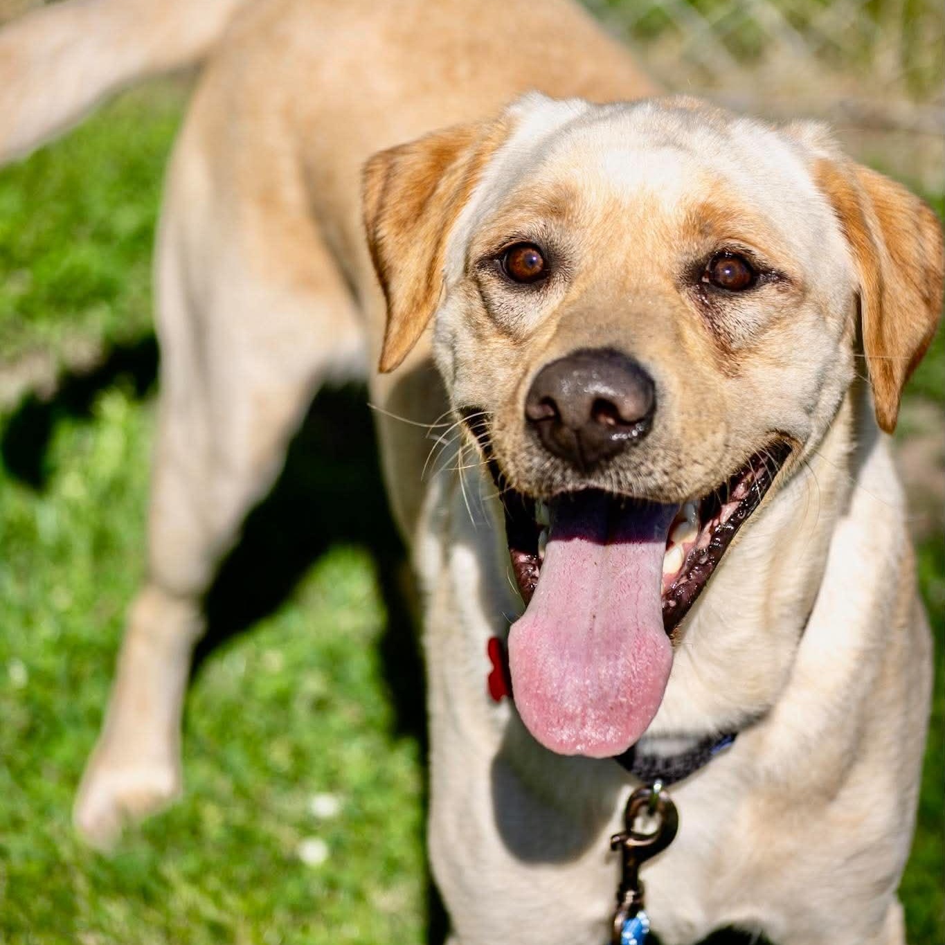 Luck, an adopted Labrador Retriever in Valparaiso, IN image 3/3