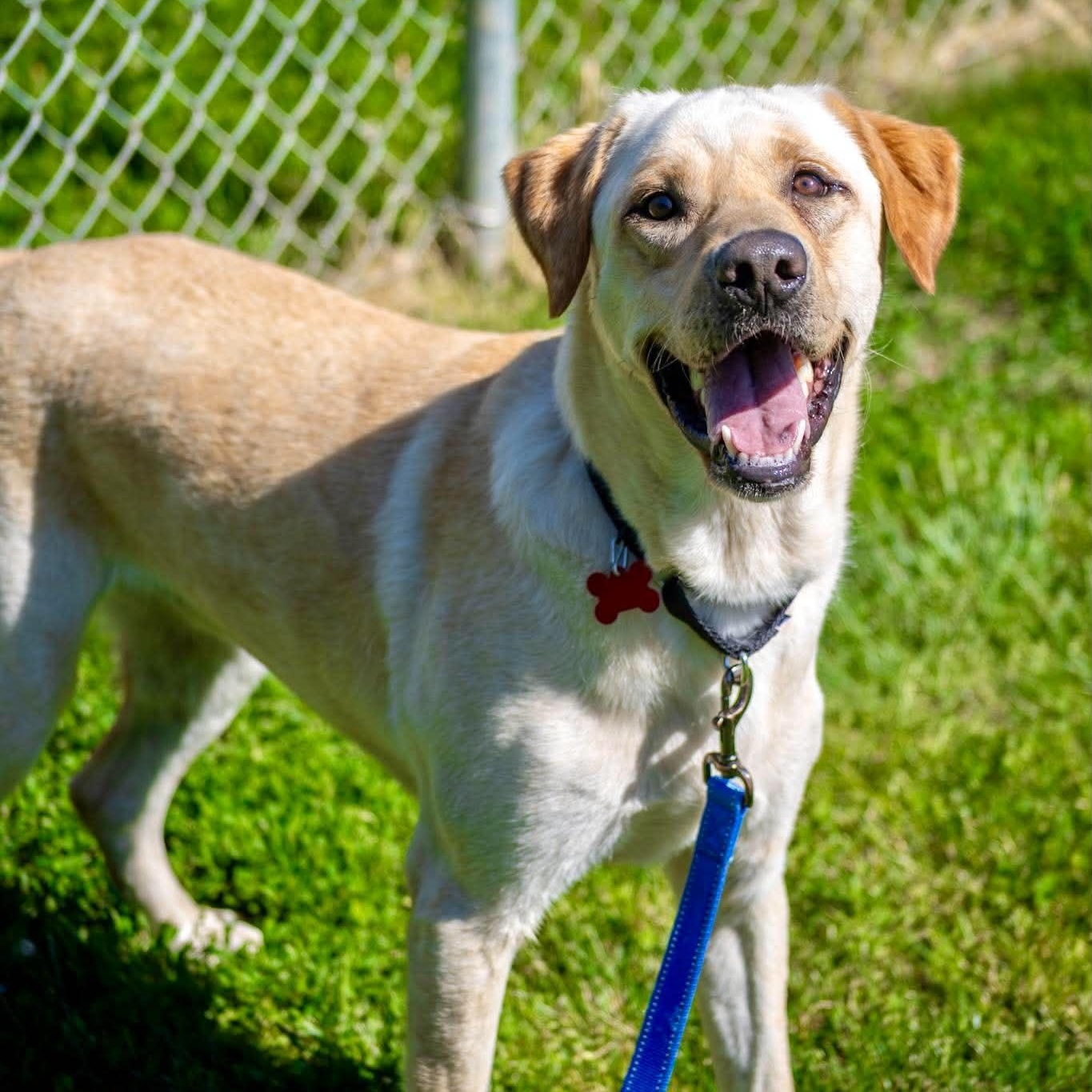 Luck, an adopted Labrador Retriever in Valparaiso, IN image 2/3