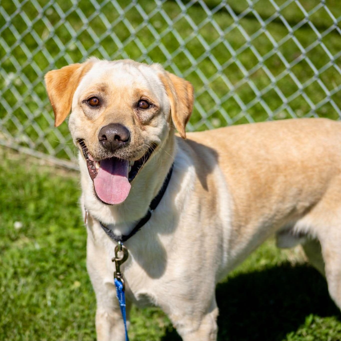 Luck, adopted, Young Male Labrador Retriever.