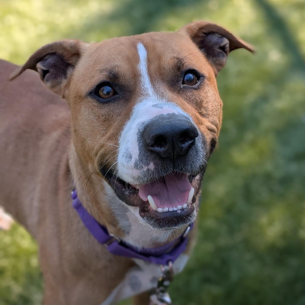 Light, Adoptable, Adult Male Mixed Breed.