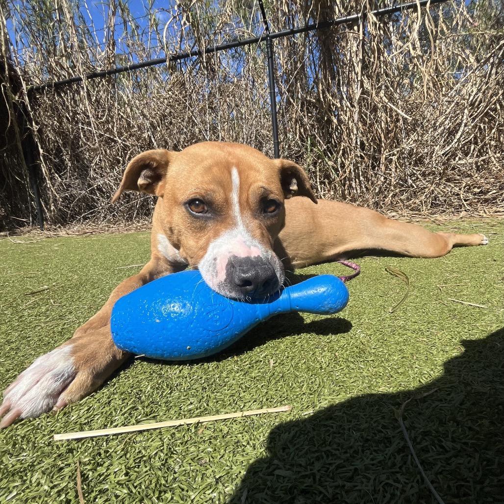 Enlarge Light, a Adoptable Mixed Breed in Sarasota, FL image 2/6