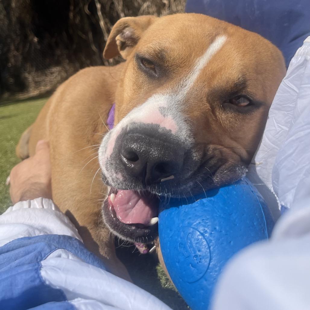 Enlarge Light, a Adoptable Mixed Breed in Sarasota, FL image 3/6