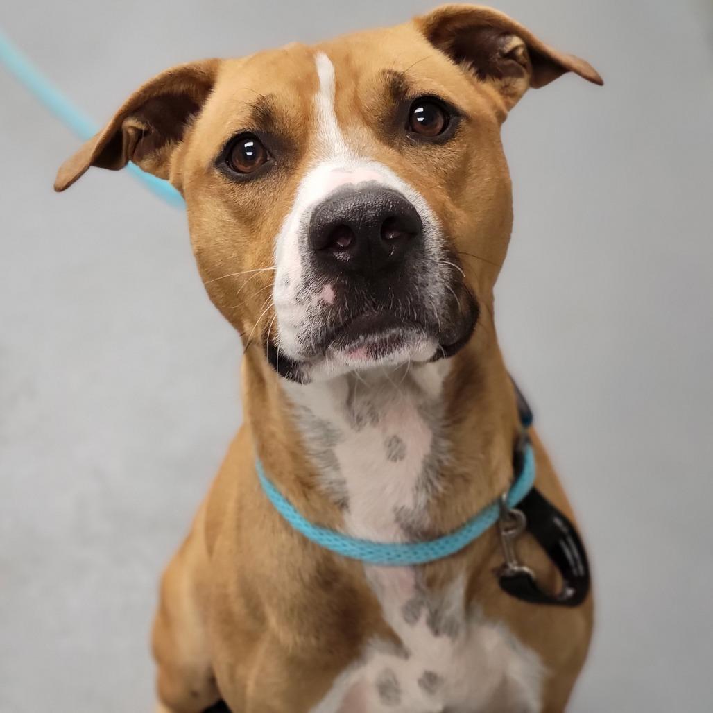 Enlarge Light, a Adoptable Mixed Breed in Sarasota, FL image 4/6