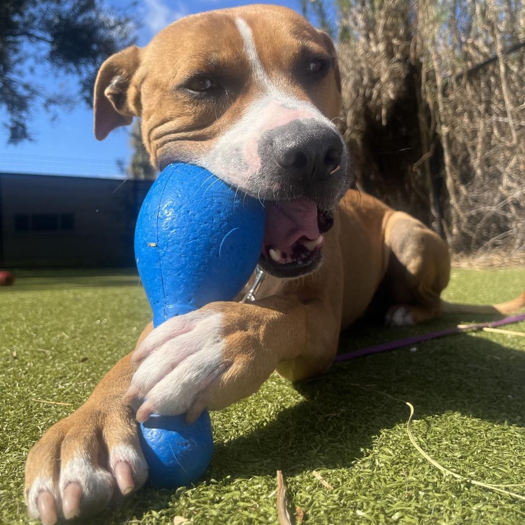 Enlarge Light, a Adoptable Mixed Breed in Sarasota, FL image 5/6