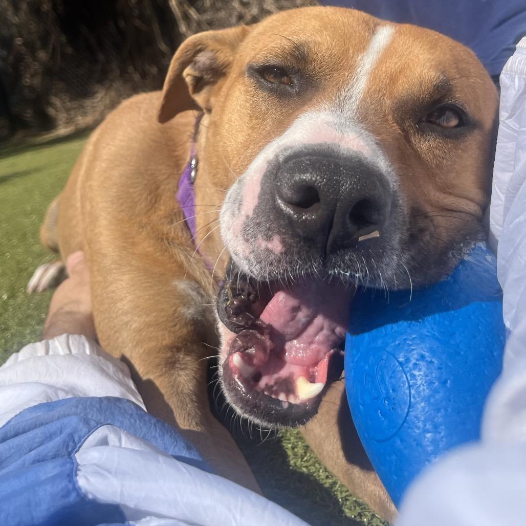 Enlarge Light, a Adoptable Mixed Breed in Sarasota, FL image 6/6