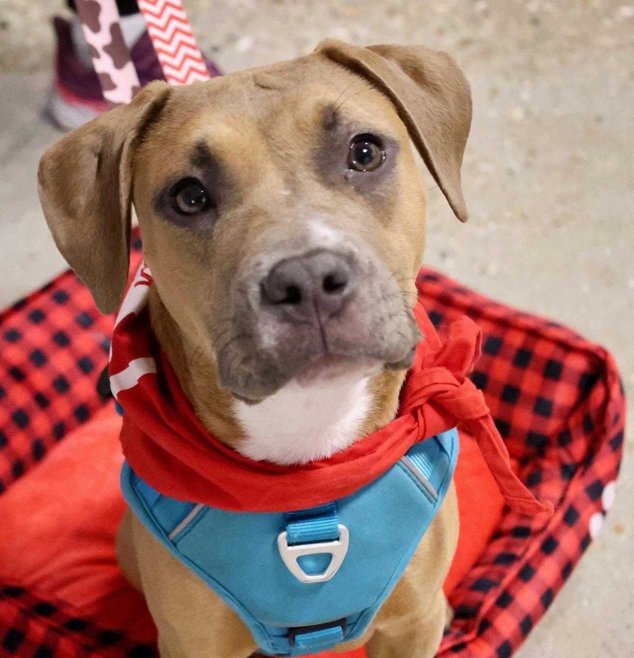 Pasa, a Adoptable mixed breed in Palatine, IL image 1/6