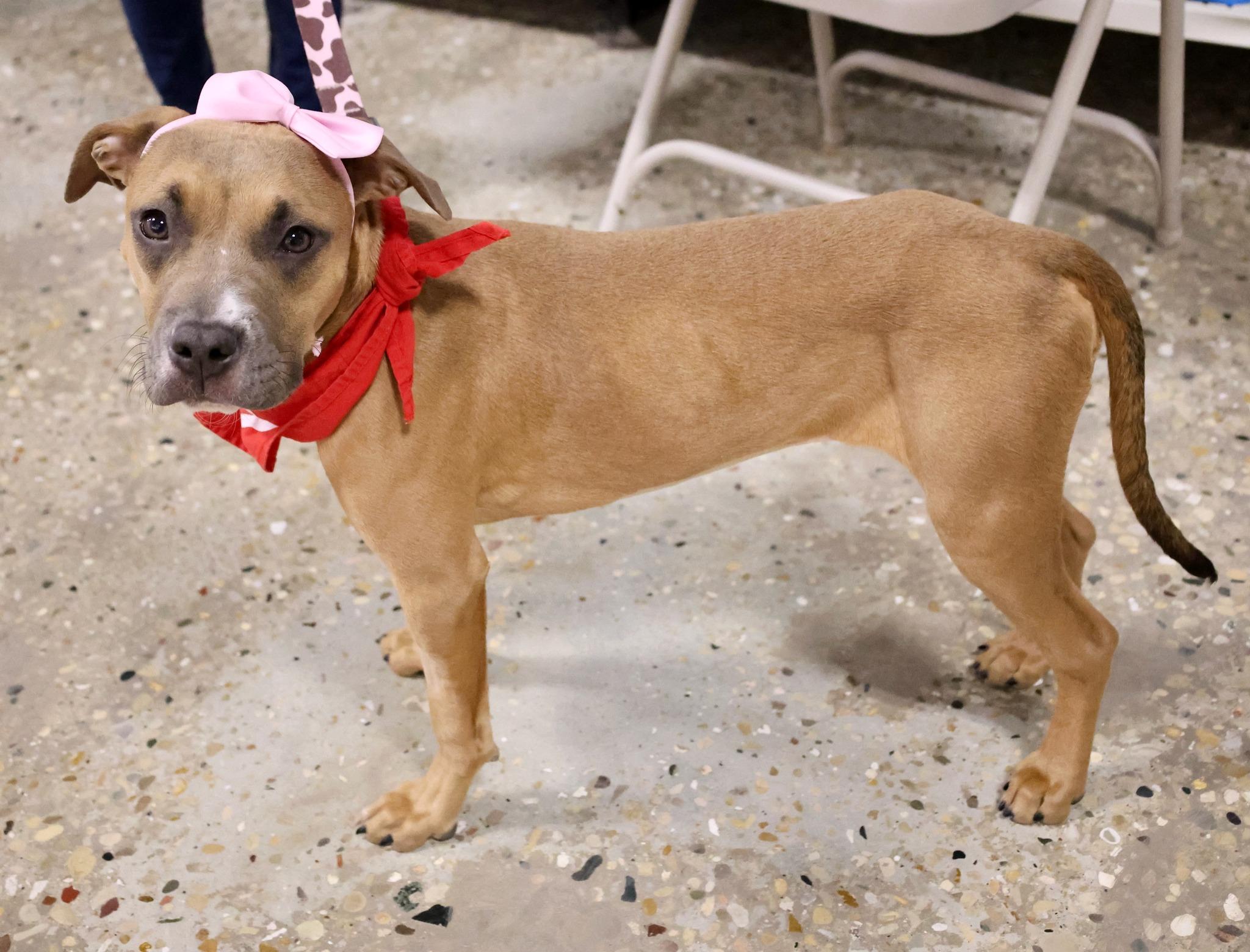 Pasa, a Adoptable mixed breed in Palatine, IL image 6/6