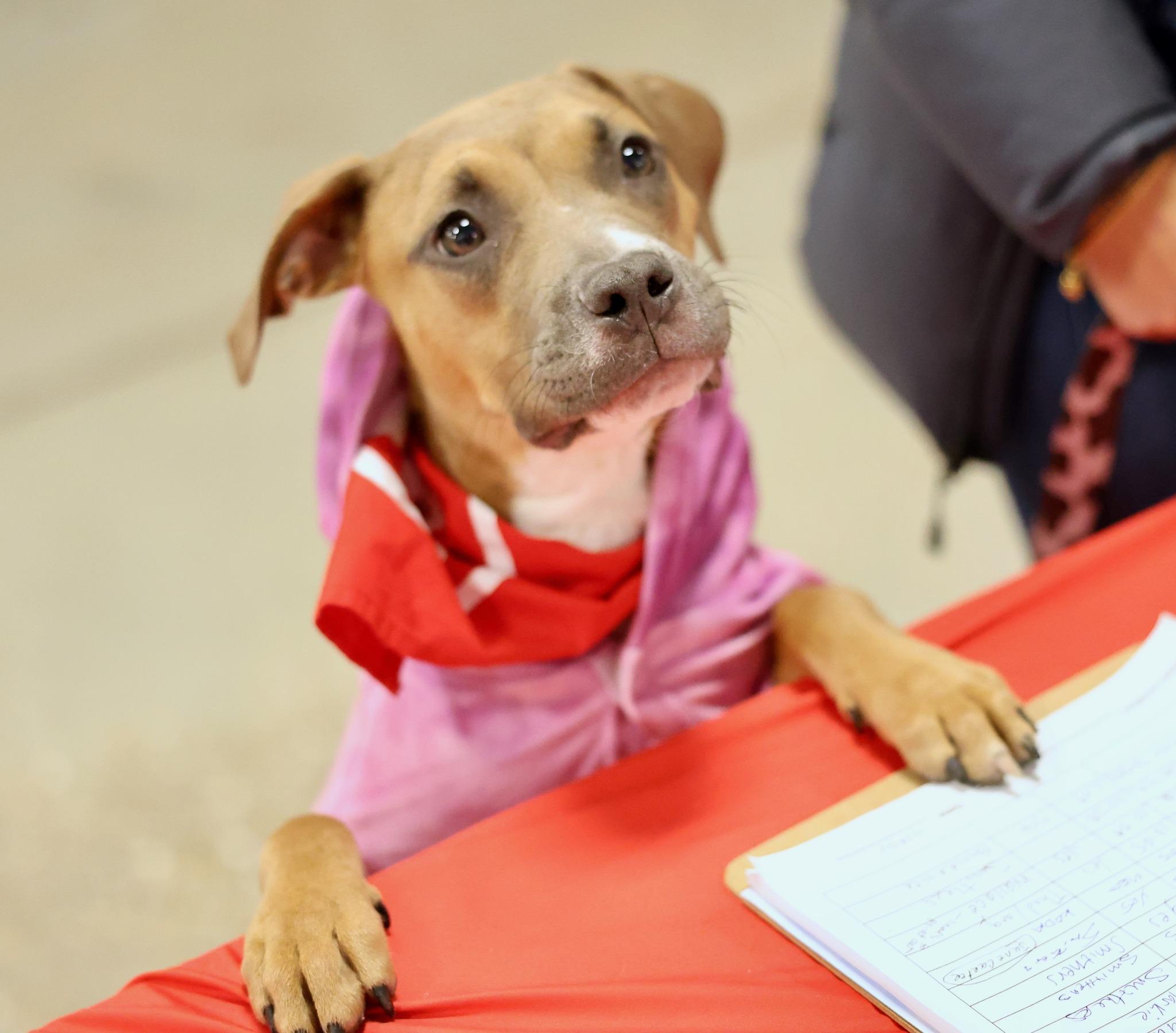 Pasa, a Adoptable mixed breed in Palatine, IL image 5/6