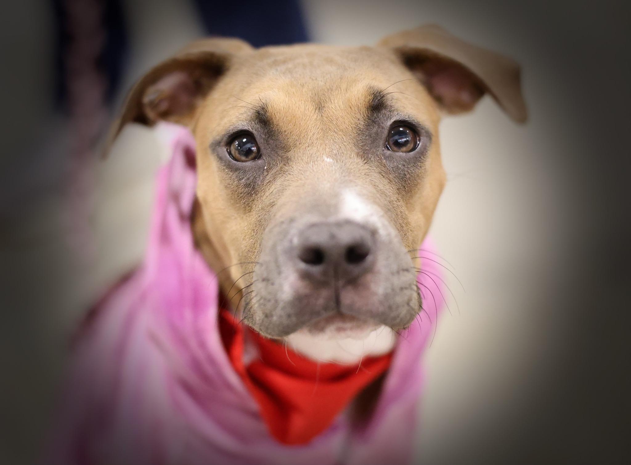 Pasa, a Adoptable mixed breed in Palatine, IL image 3/6