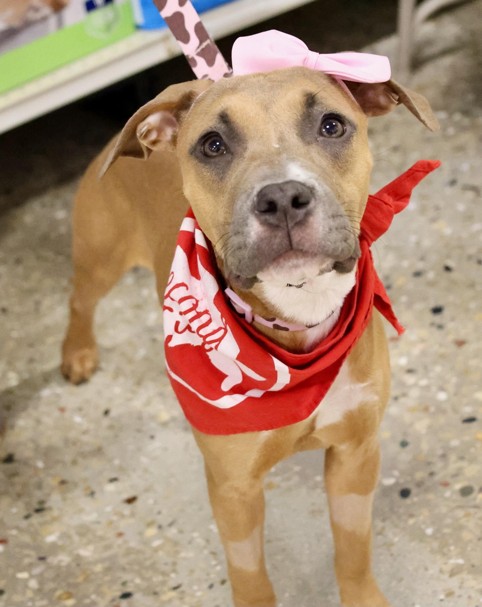 Pasa, Adoptable, Puppy Female Pit Bull Terrier & Mixed Breed.