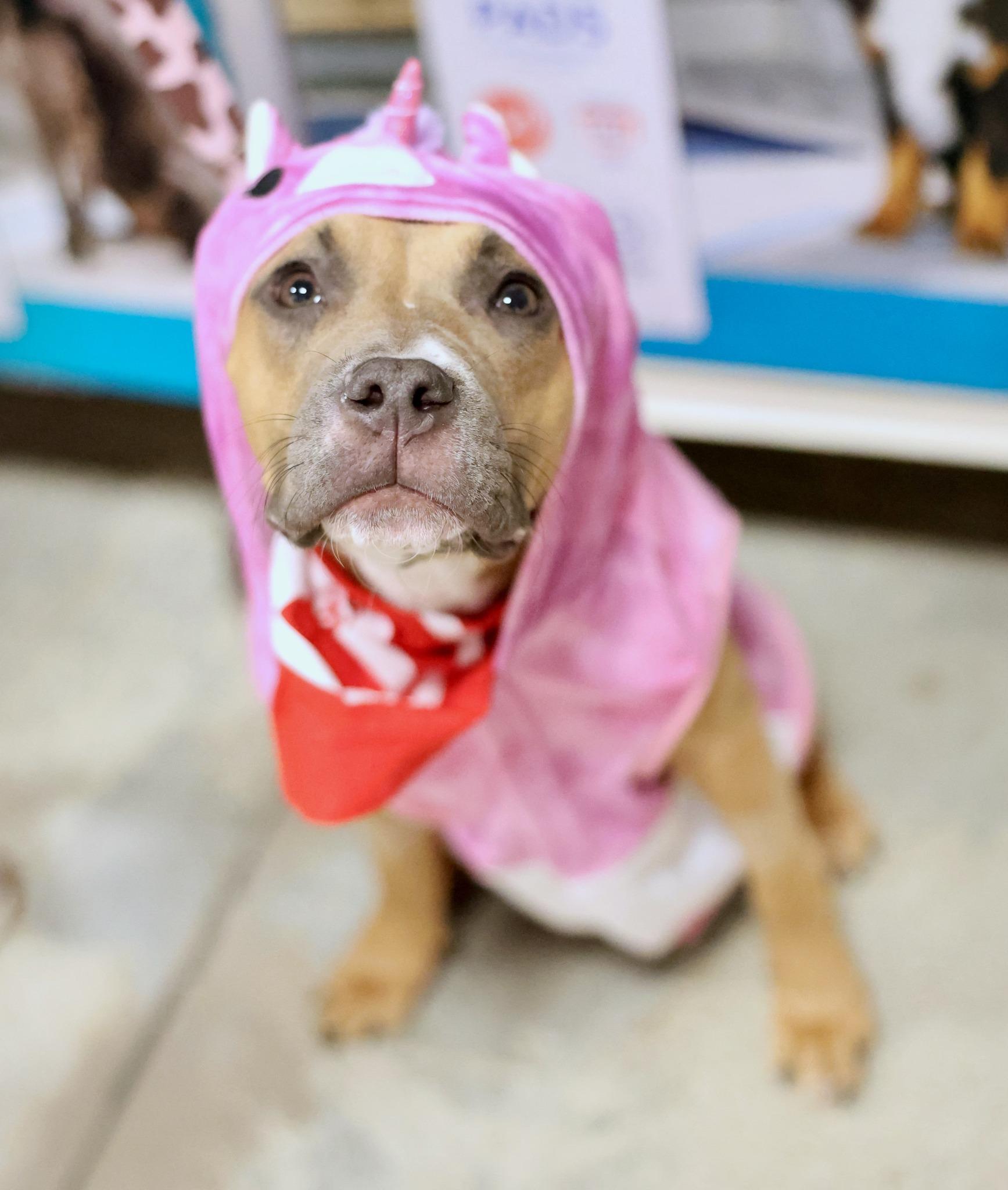 Pasa, a Adoptable mixed breed in Palatine, IL image 4/6