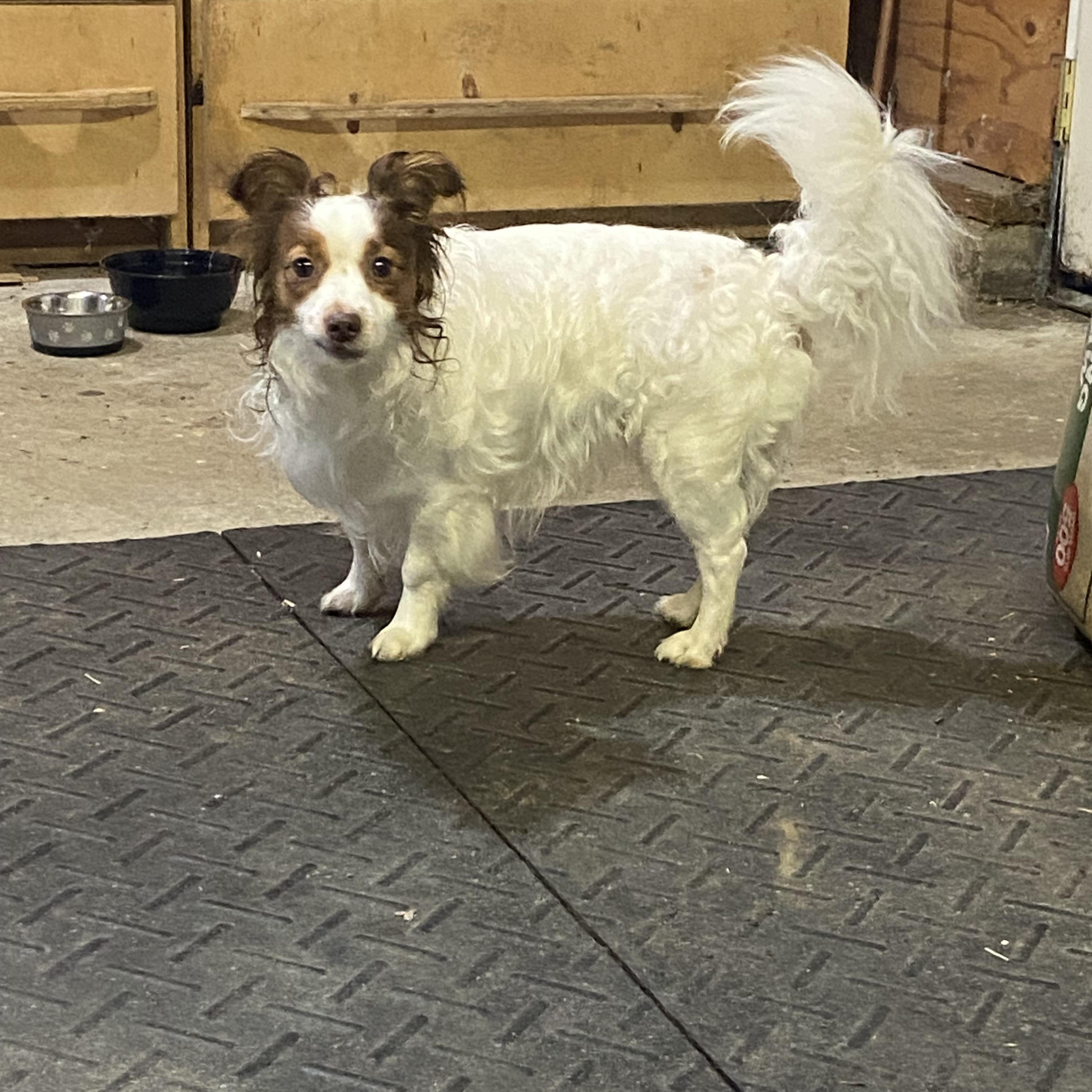 Enlarge Gizmo (Bev-fostered in New England), a Adoptable Papillon in Warwick, RI image 5/6