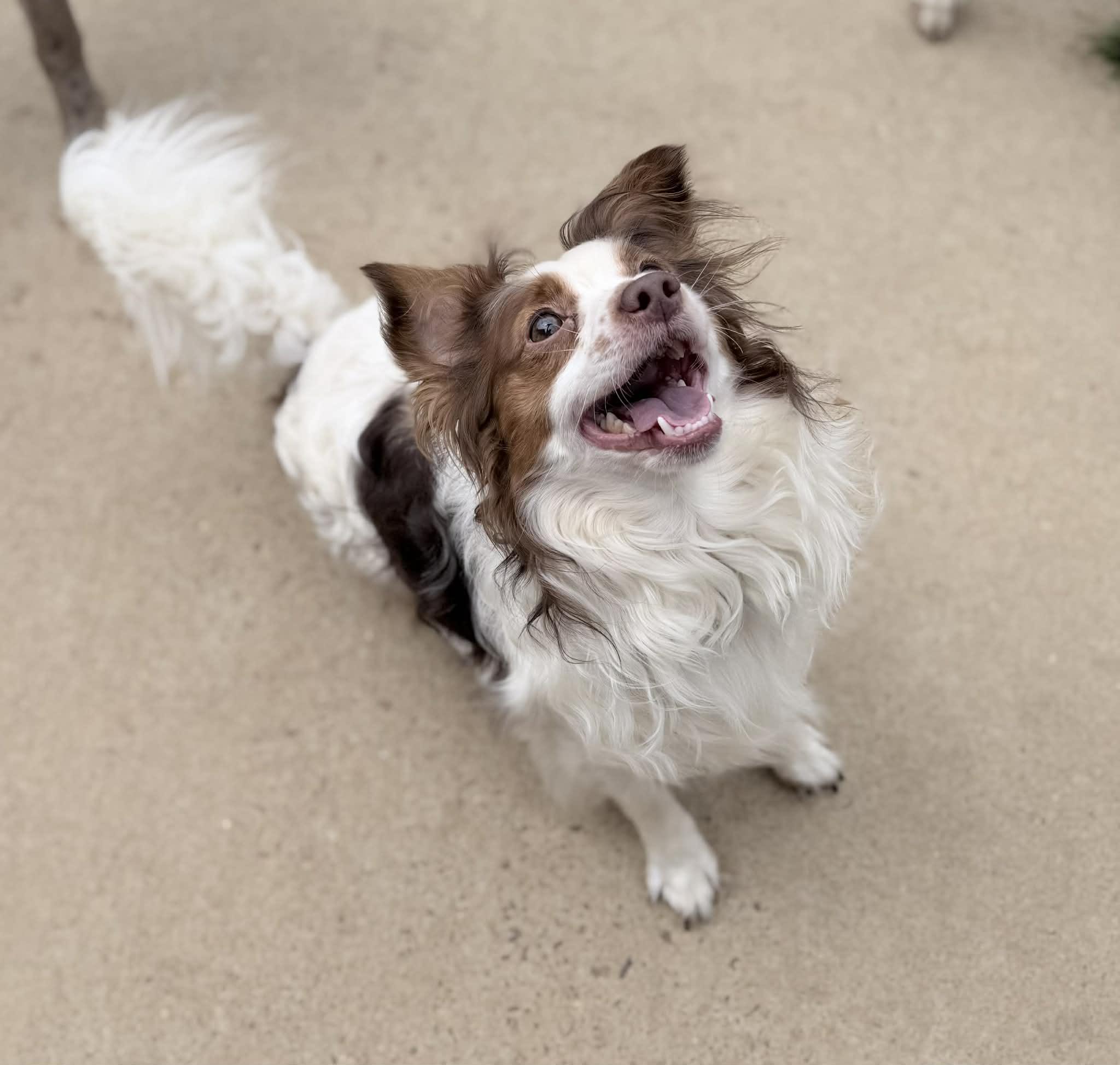 Gizmo (Bev-fostered in New England), Adoptable, Adult Male Papillon.