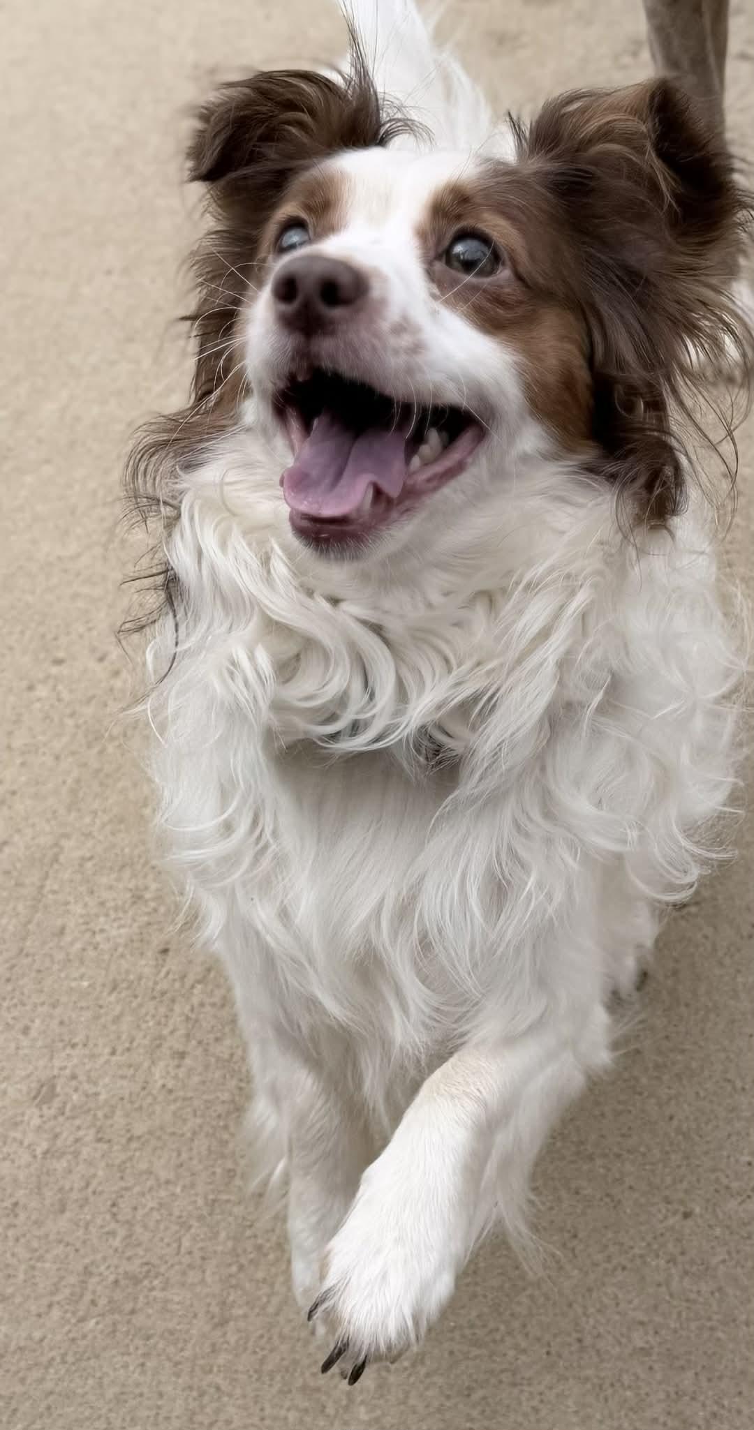 Enlarge Gizmo (Bev-fostered in New England), a Adoptable Papillon in Warwick, RI image 2/6