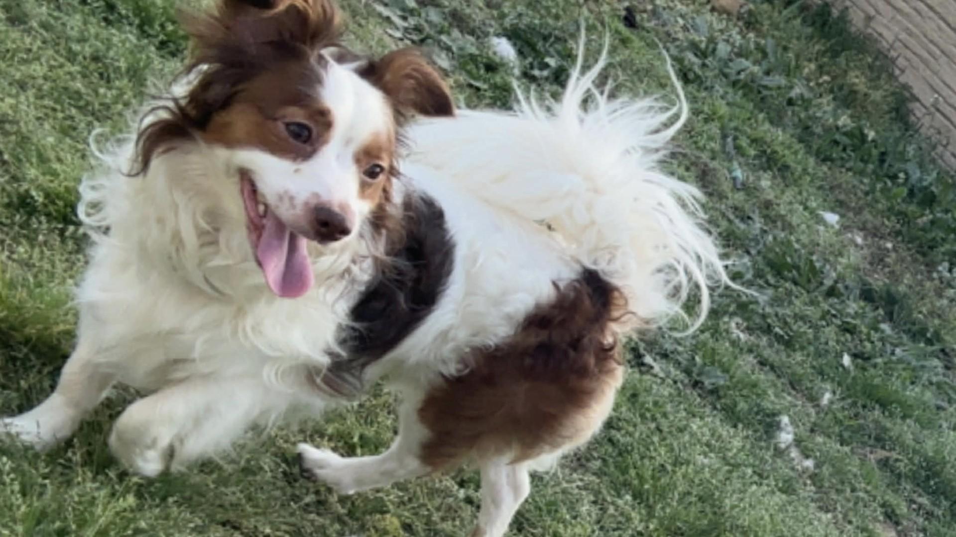 Enlarge Gizmo (Bev-fostered in New England), a Adoptable Papillon in Warwick, RI image 3/6