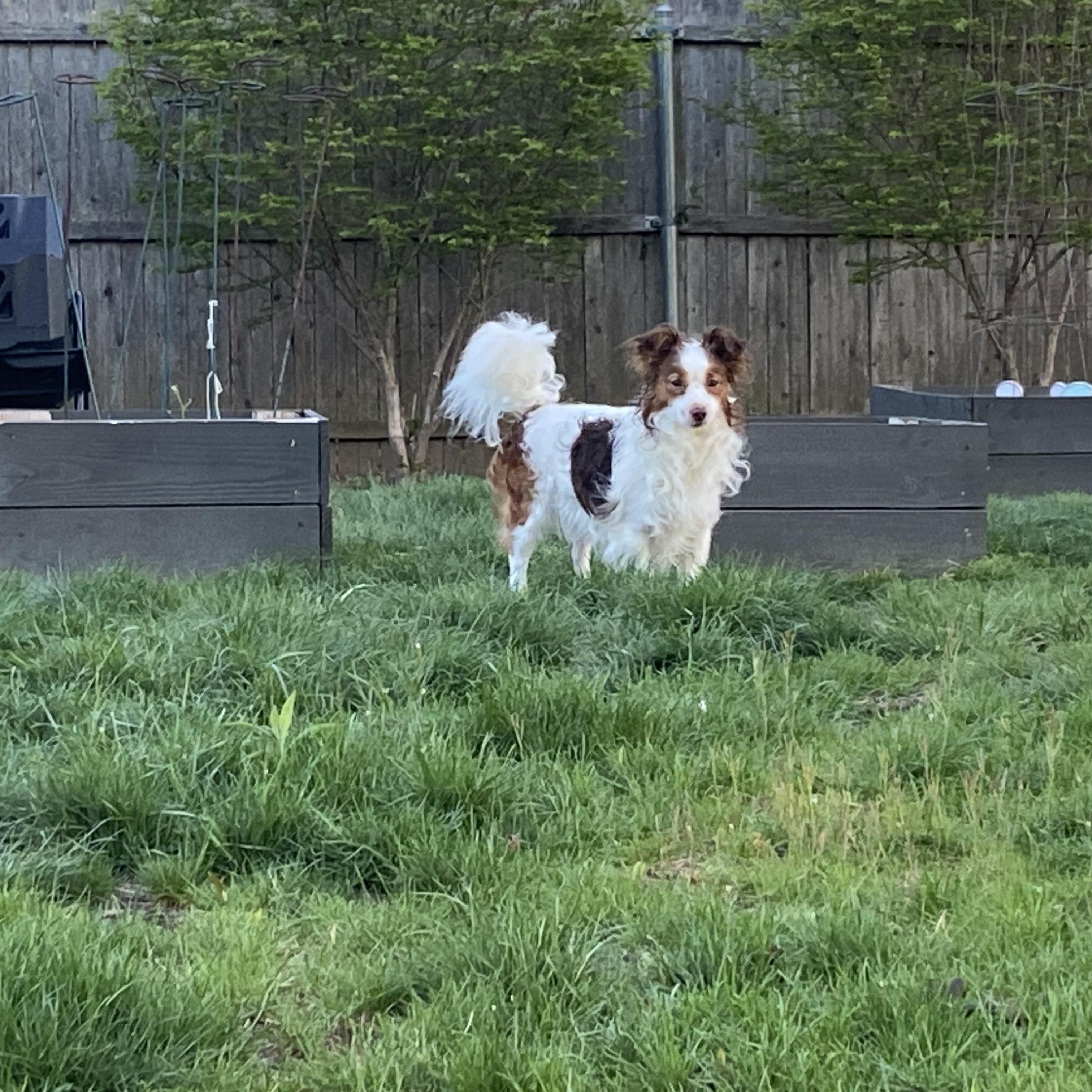 Enlarge Gizmo (Bev-fostered in New England), a Adoptable Papillon in Warwick, RI image 6/6
