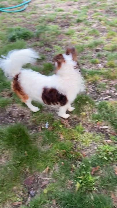 Enlarge Gizmo (Bev-fostered in New England), a Adoptable Papillon in Warwick, RI video 4/6