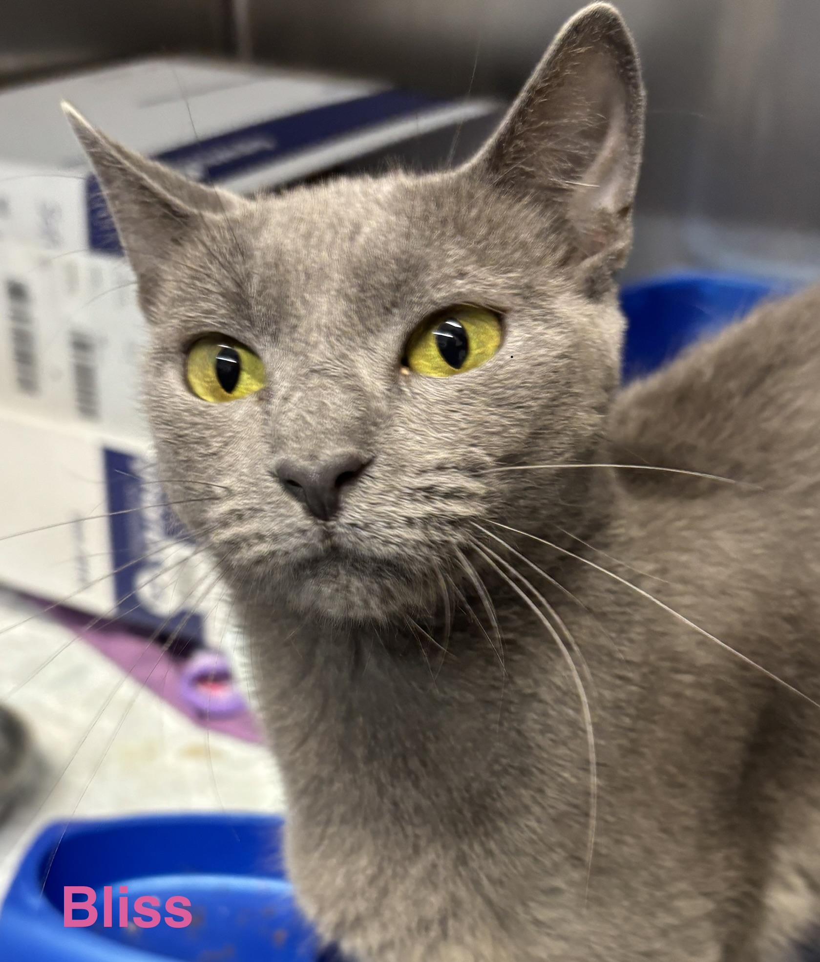 Enlarge Bliss, a Adopted Russian Blue in Las Vegas, NV image 1/1