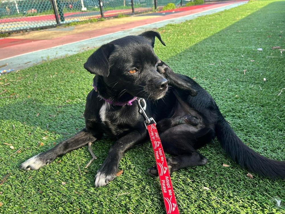 Flash, a Adoptable mixed breed in Valley Stream, NY image 2/6