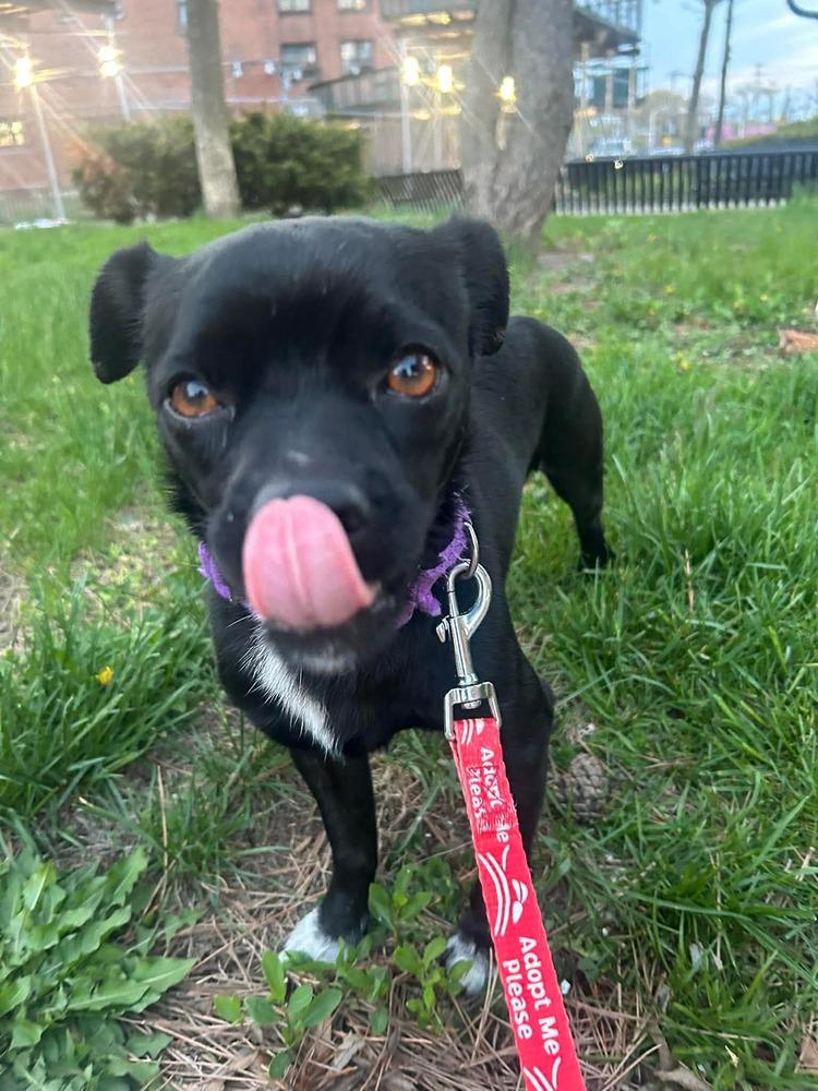 Flash, a Adoptable mixed breed in Valley Stream, NY image 4/6