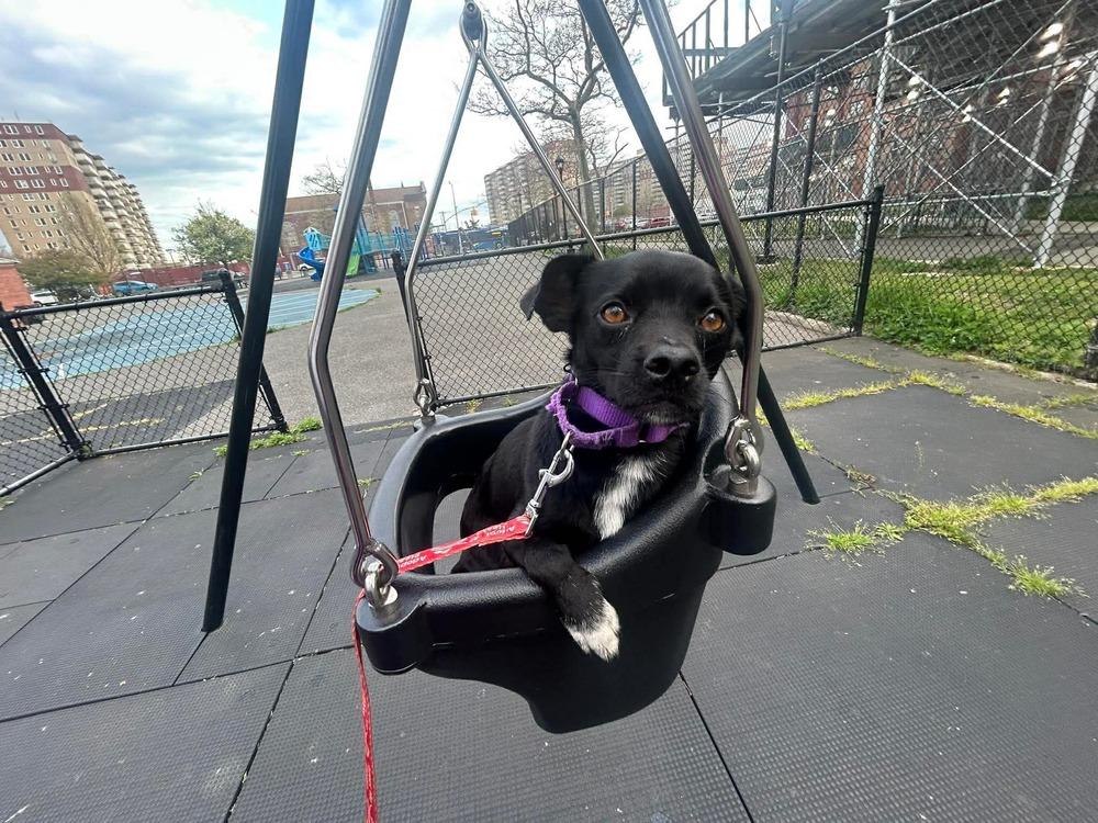 Flash, a Adoptable mixed breed in Valley Stream, NY image 6/6