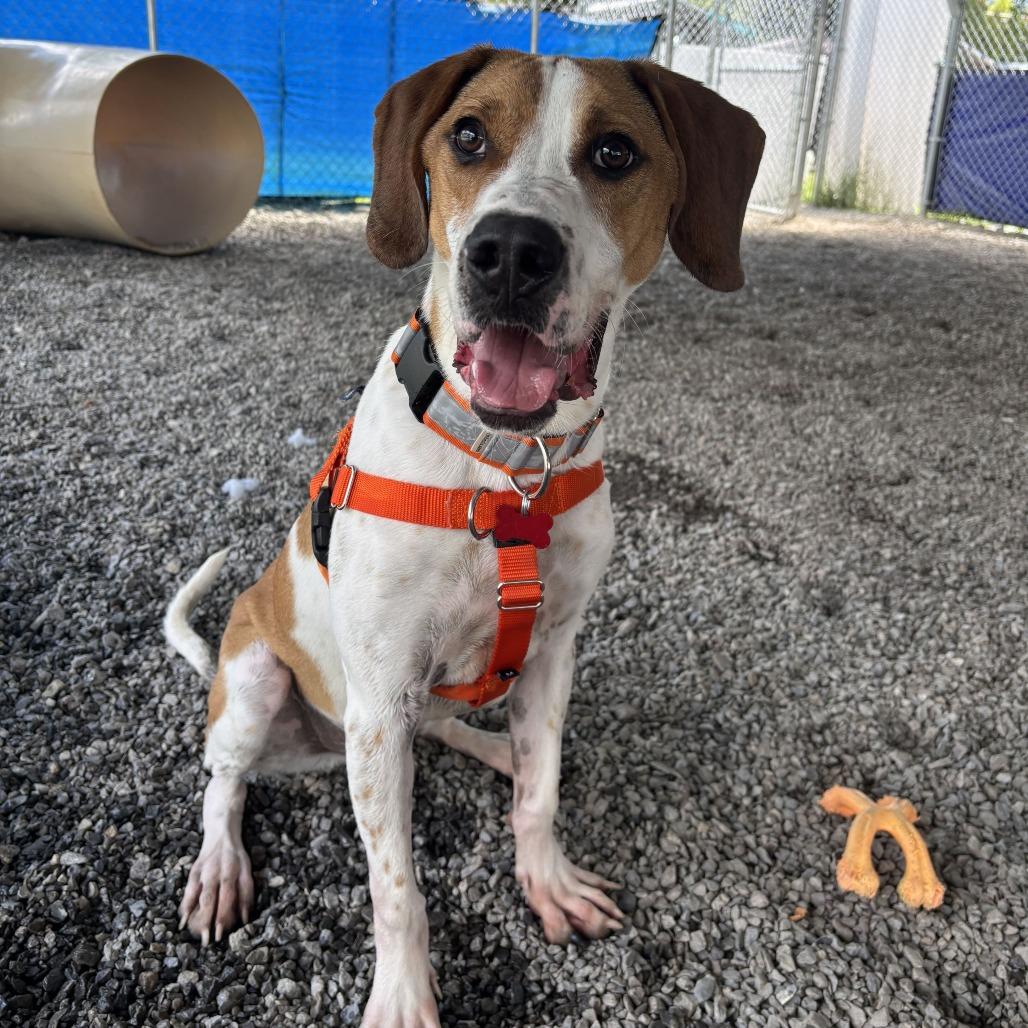 Enlarge Timmy, a Adoptable mixed breed in Waynesville, NC image 1/6