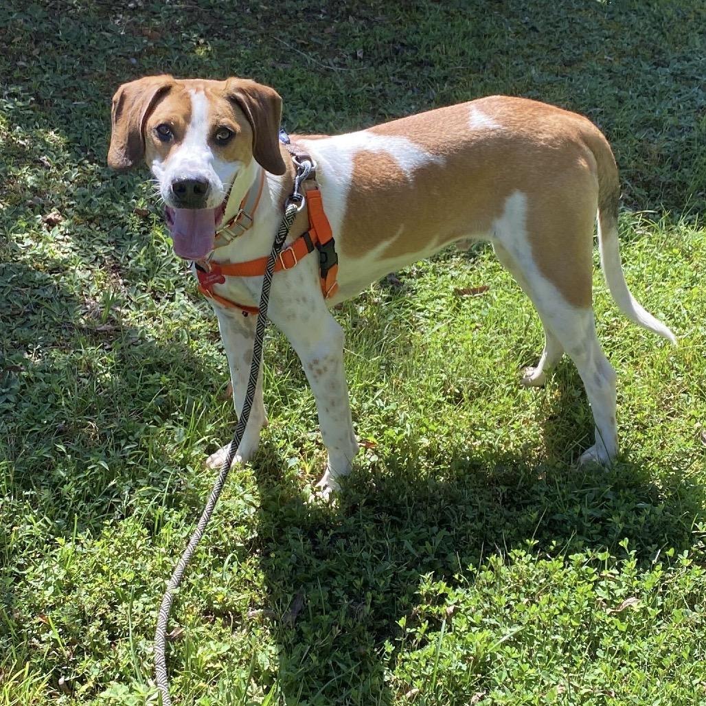 Enlarge Timmy, a Adoptable mixed breed in Waynesville, NC image 2/6