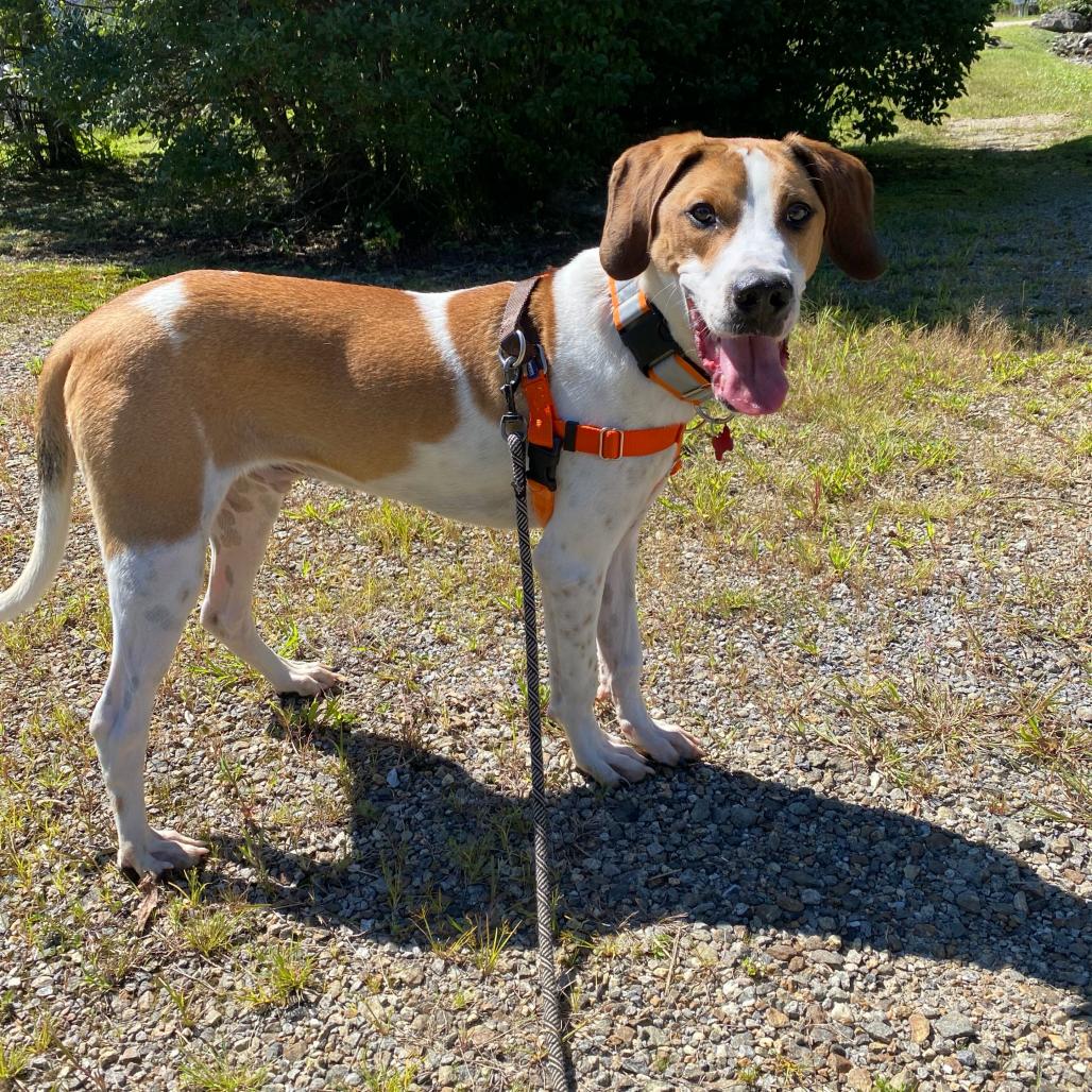 Enlarge Timmy, a Adoptable mixed breed in Waynesville, NC image 3/6