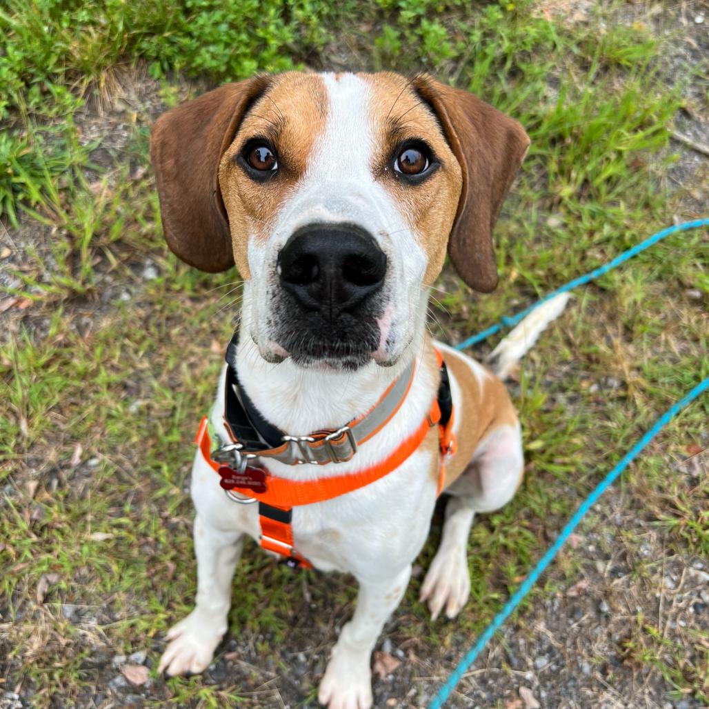 Enlarge Timmy, a Adoptable mixed breed in Waynesville, NC image 4/6