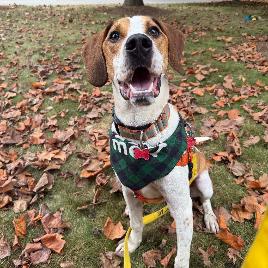 Enlarge Timmy, a Adoptable mixed breed in Waynesville, NC image 5/6