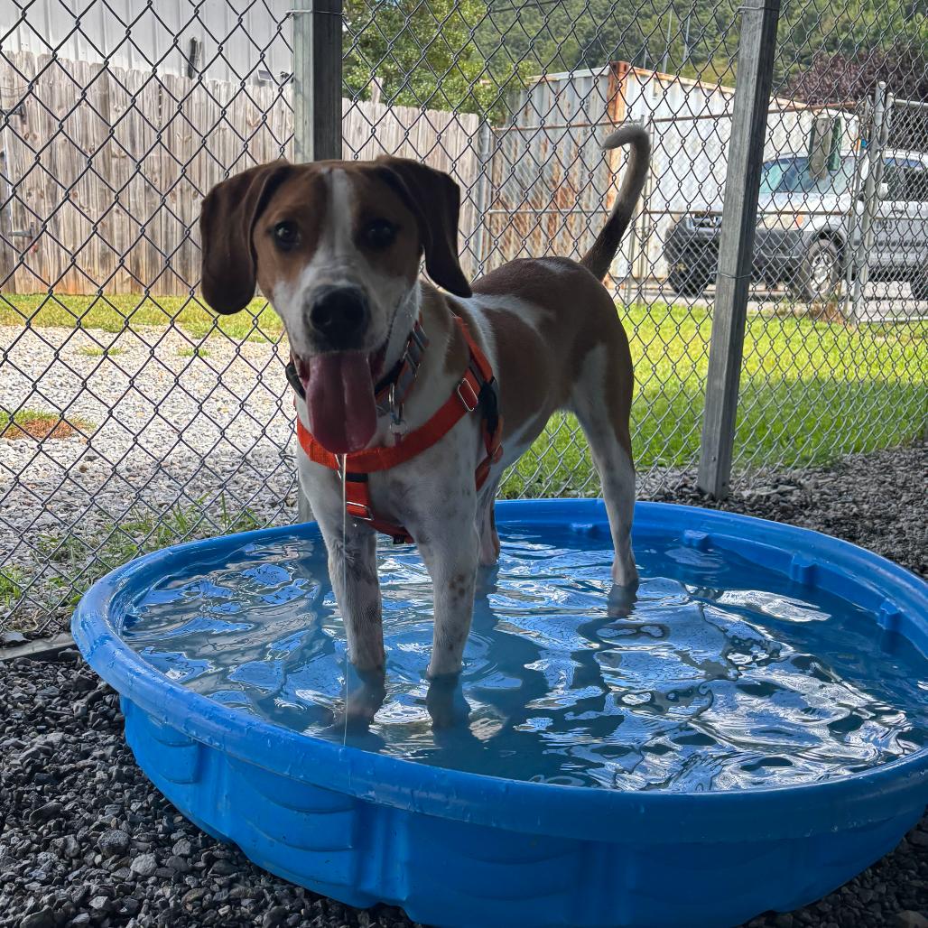 Enlarge Timmy, a Adoptable mixed breed in Waynesville, NC image 6/6