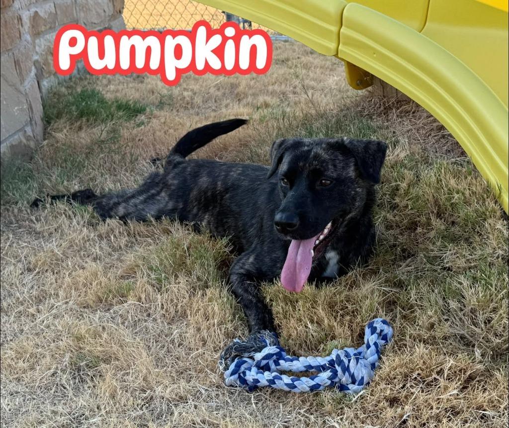 Enlarge Pumpkin, a Adoptable mixed breed in Glen Rose, TX image 1/4