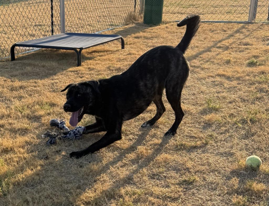 Enlarge Pumpkin, a Adoptable mixed breed in Glen Rose, TX image 2/4