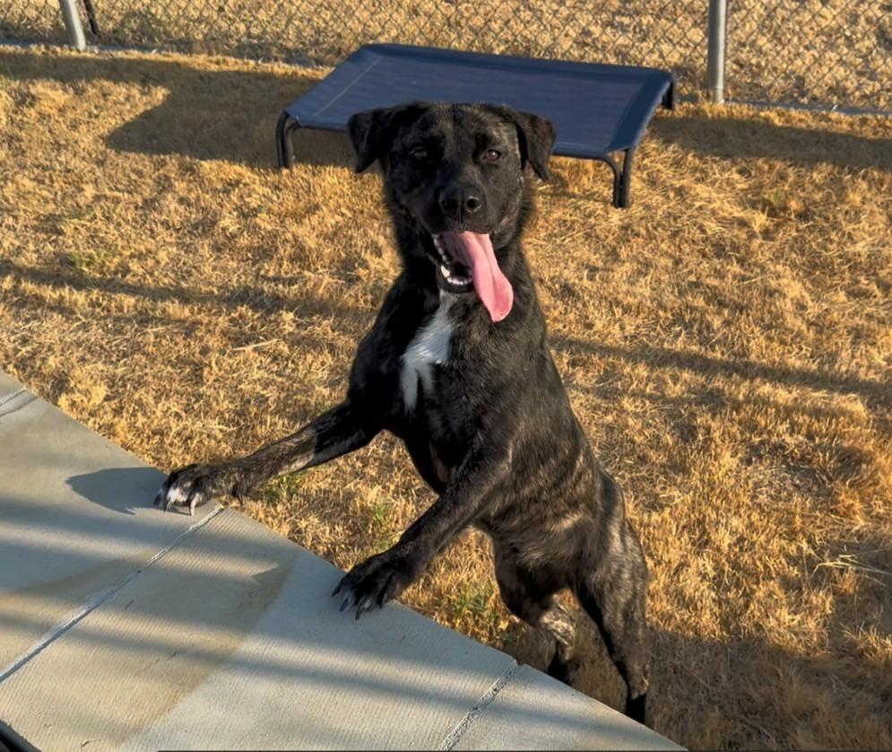 Enlarge Pumpkin, a Adoptable mixed breed in Glen Rose, TX image 4/4