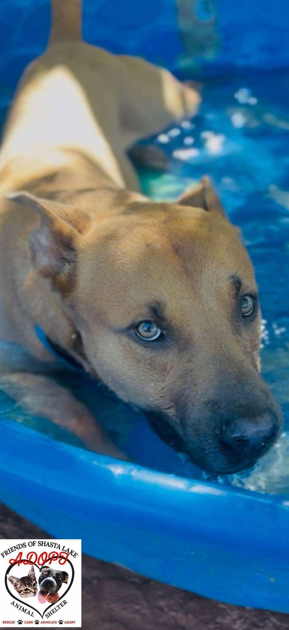 Enlarge Scooby, a ADOPTABLE mixed breed in Shasta Lake, CA image 2/3