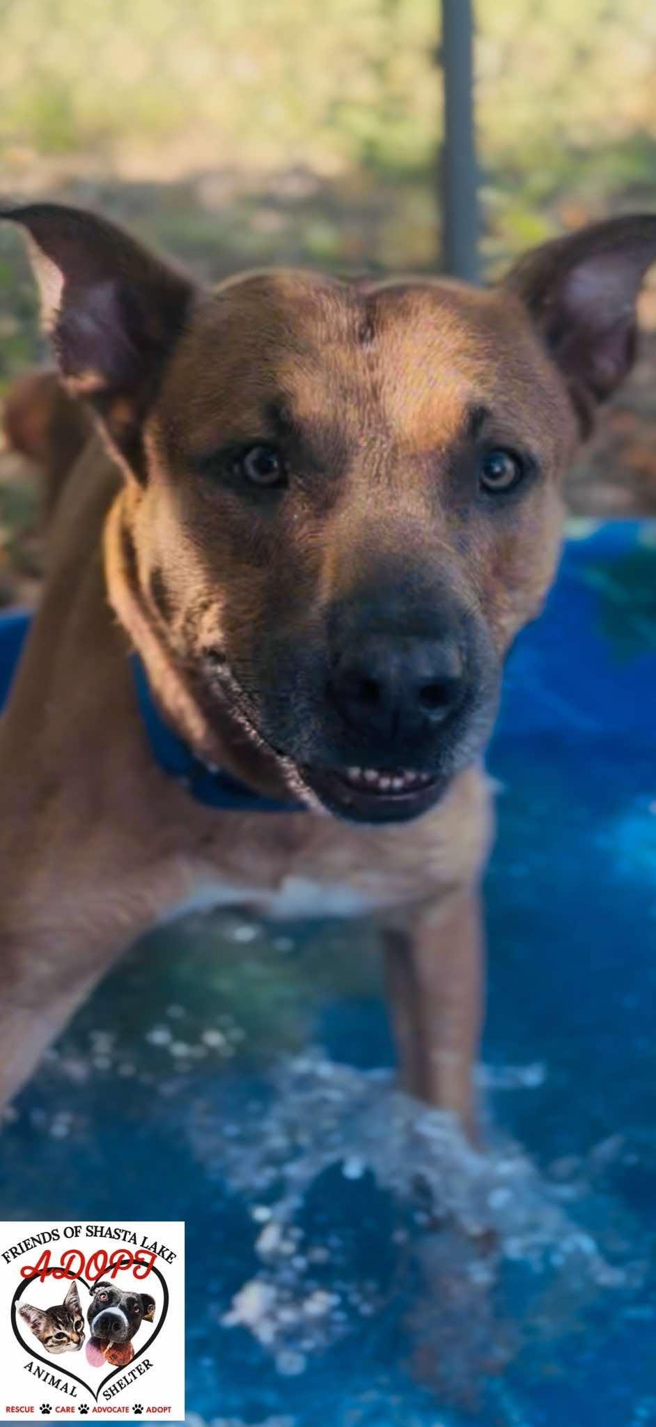 Enlarge Scooby, a ADOPTABLE mixed breed in Shasta Lake, CA image 3/3