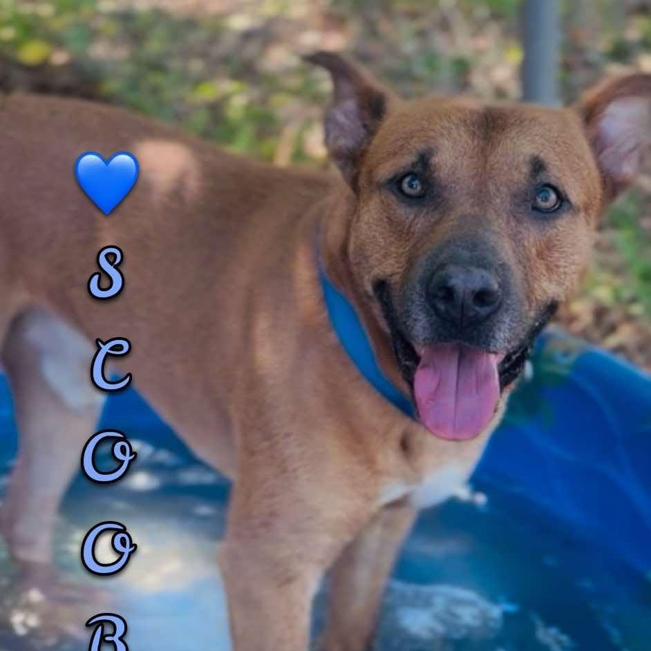 Enlarge Scooby, a ADOPTABLE mixed breed in Shasta Lake, CA image 1/3