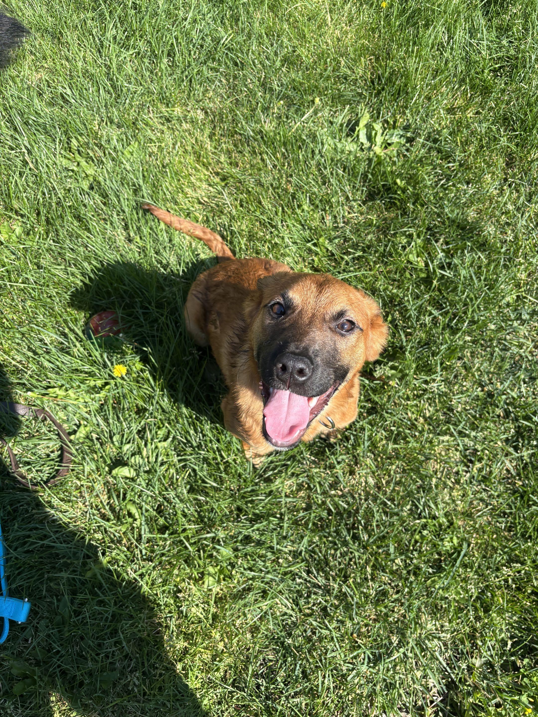 Enlarge Hansel, a ADOPTABLE Shepherd in Homewood, IL image 4/5
